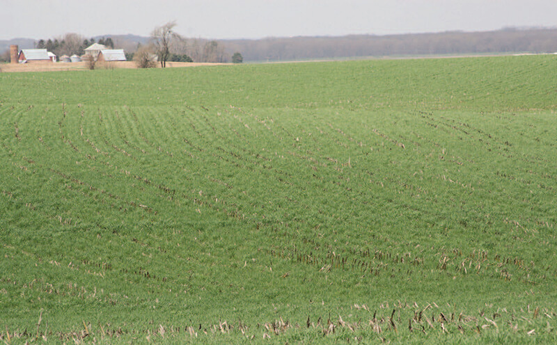 field of cereal rye