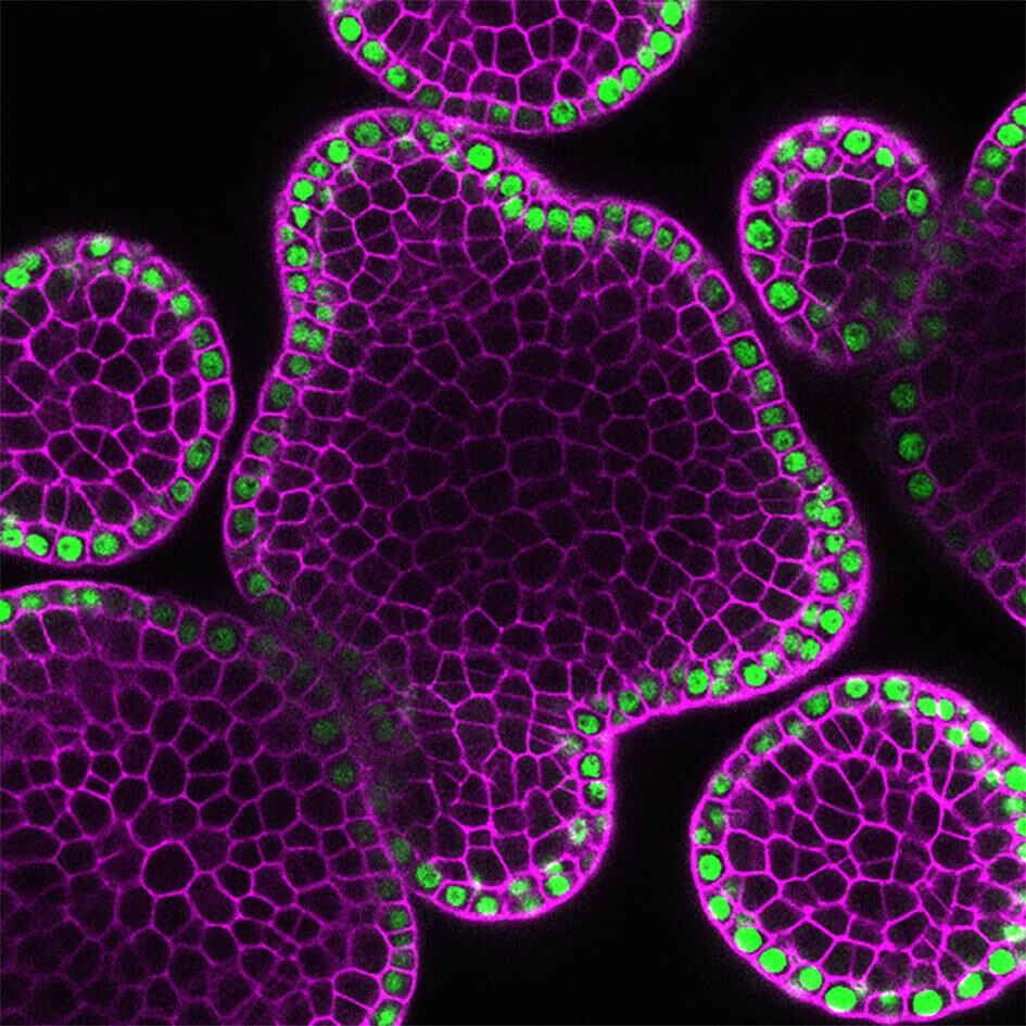 Purdue Study Finds Signal Cascade That Keeps Plant Stem Cells Active Purdue University News
