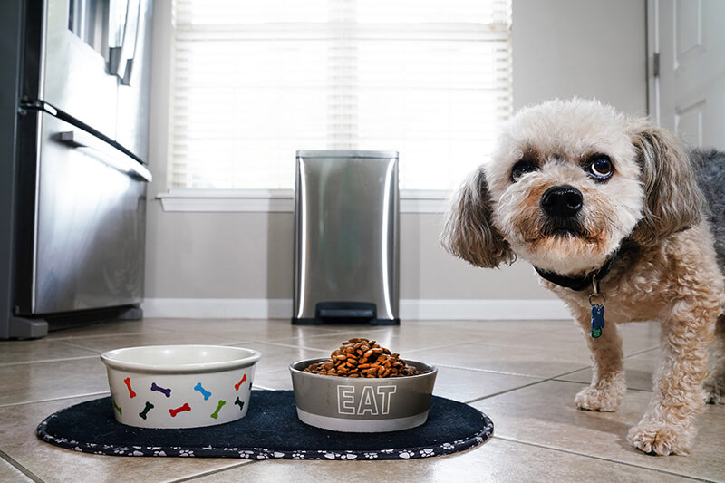 small dog, food and water dishes on kitchen floor