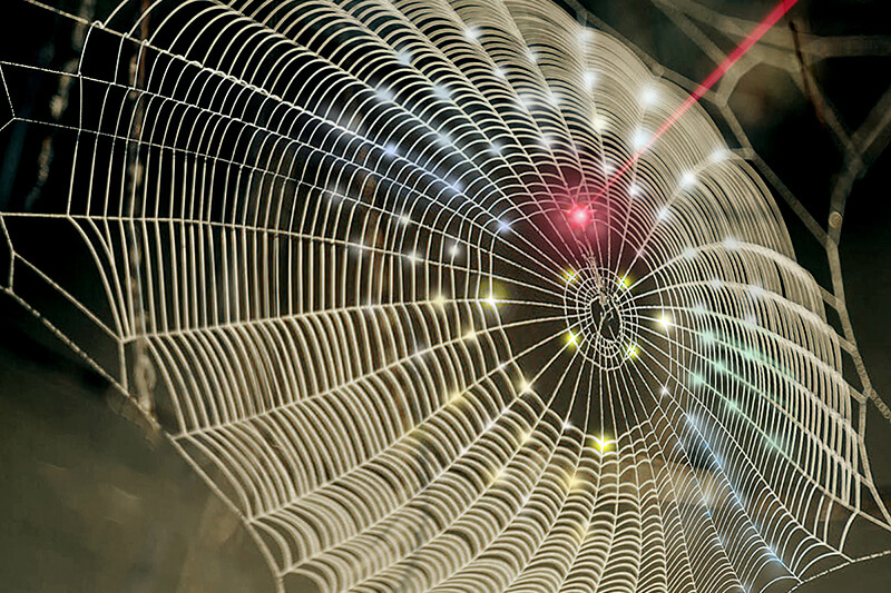 Spider web