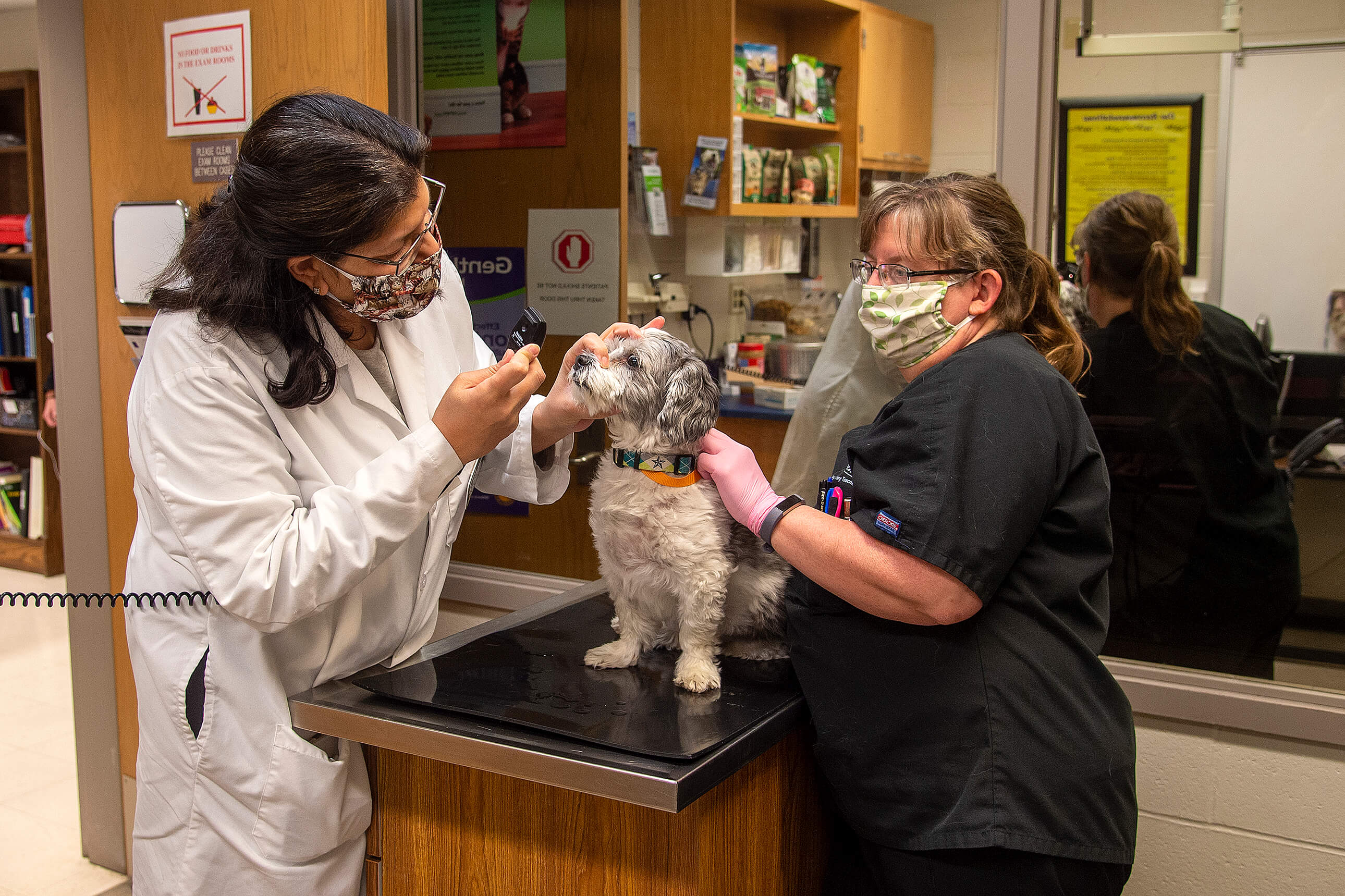 Purdue University's Veterinary Hospital presses on to continue treating  Indiana's animals - Purdue University News