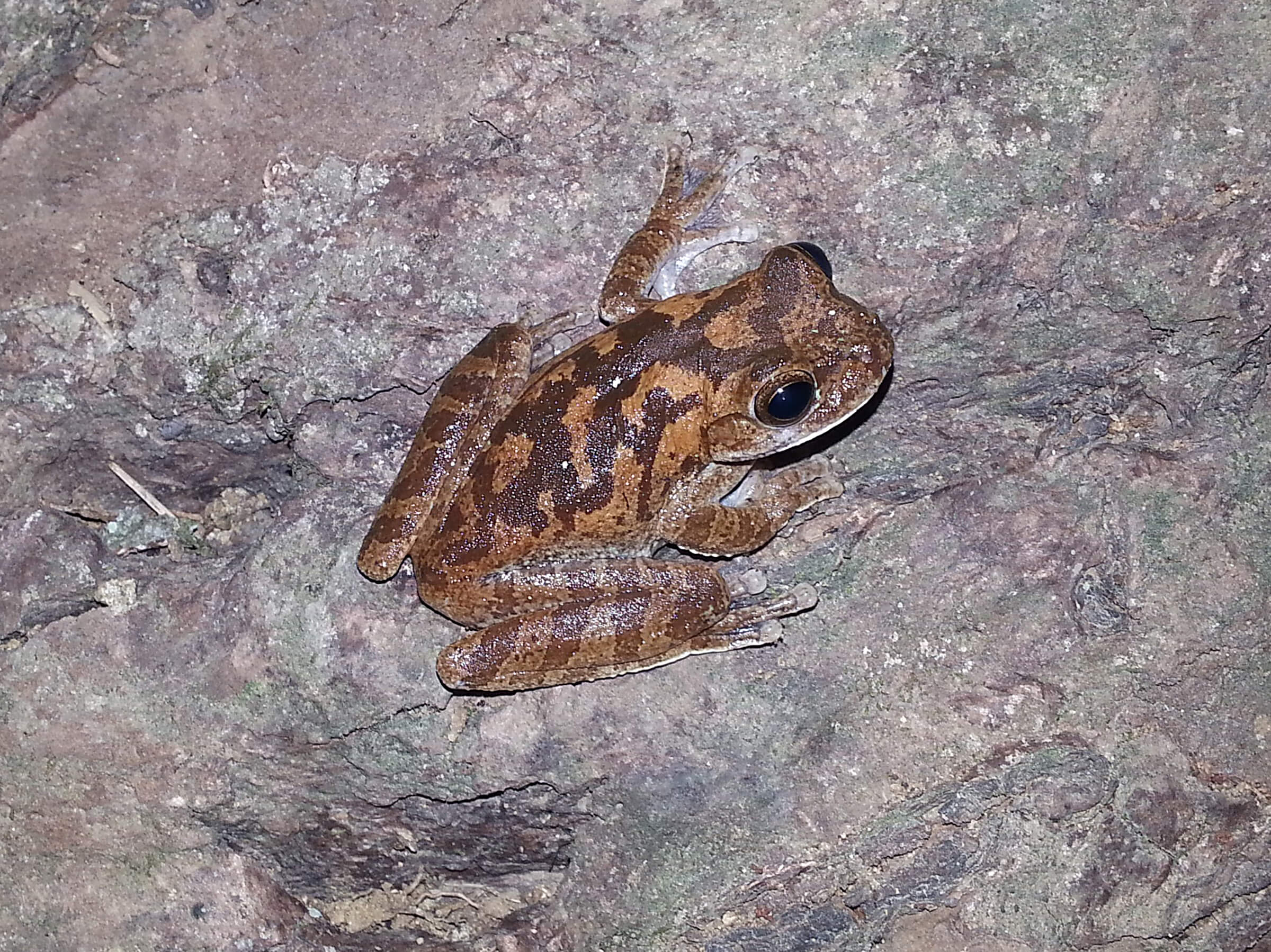 A brown treefrog clings on a rock