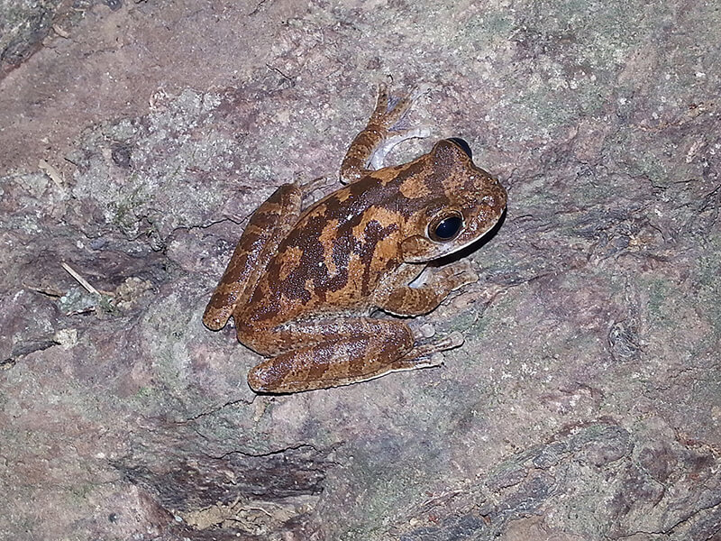 treefrogs-male