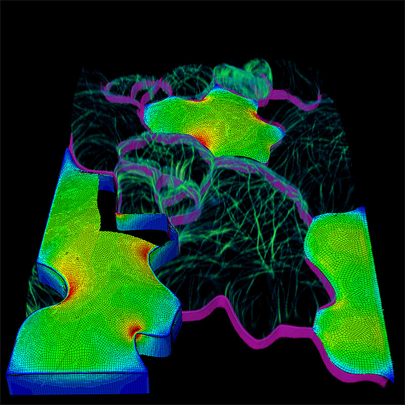 epidermal-tissue