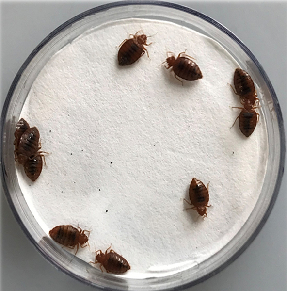 Essential oils restore insecticide effectiveness against bed bugs - Purdue University News