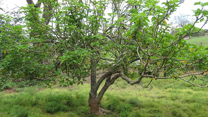 jatropha-curcasOG.jpg