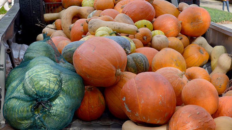 pumpkins, melons in truck bed