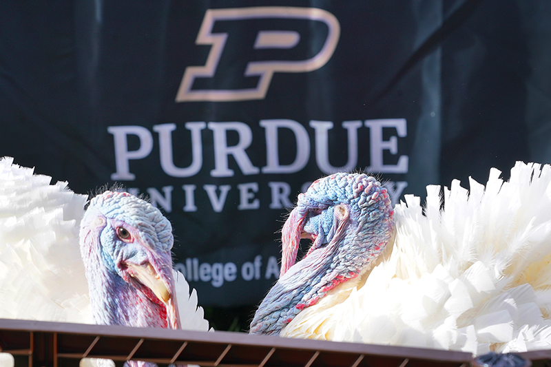 turkeys in pen on Memorial Mall