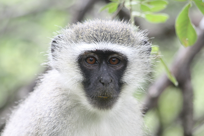 vervet-monkey