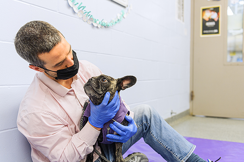 When veterinary and human sciences collaborate, cancer patients of all  species benefit