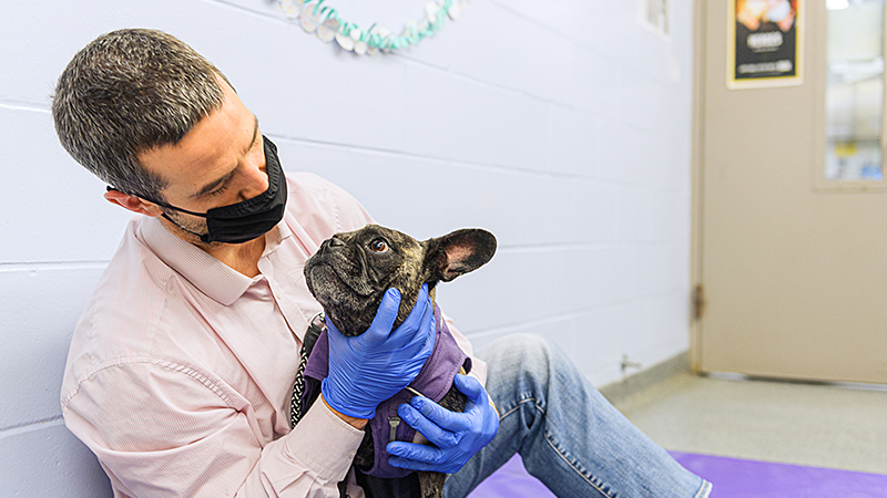 When veterinary and human sciences collaborate, cancer patients of all species benefit - Vimarsana News