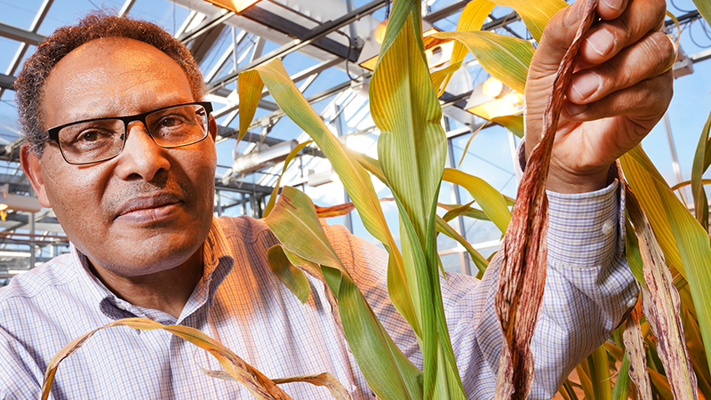 One gene closer to a sorghum Superman - Vimarsana News