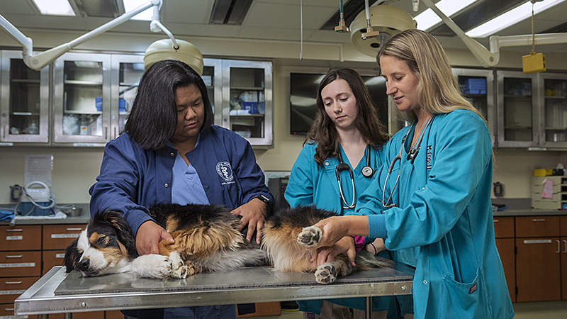 Ethos and VetBloom partnership expands Purdue Veterinary Medicine’s award-winning diversity programming