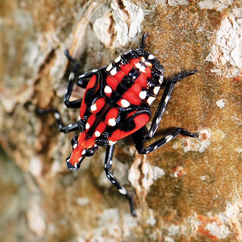 spotted-lanternfly