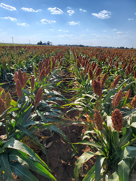 prussic acid-free sorghum