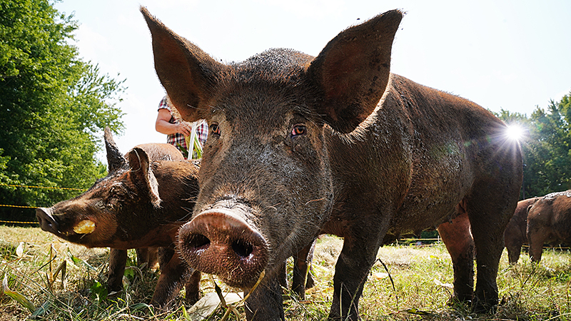 Purdue professor receives $1M grant for pursuit of African swine fever rapid test - Vimarsana News