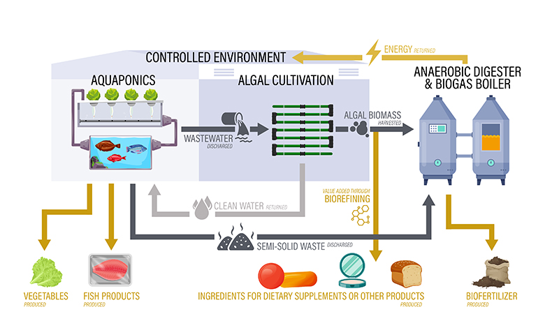 aquaponics-infographic