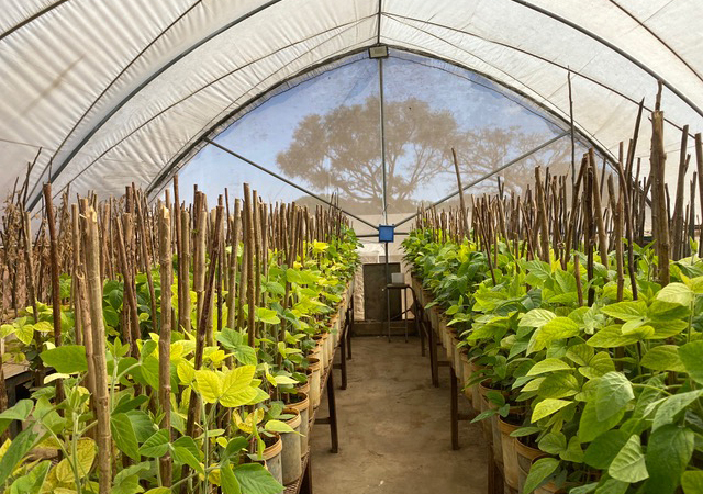 bean-greenhouse