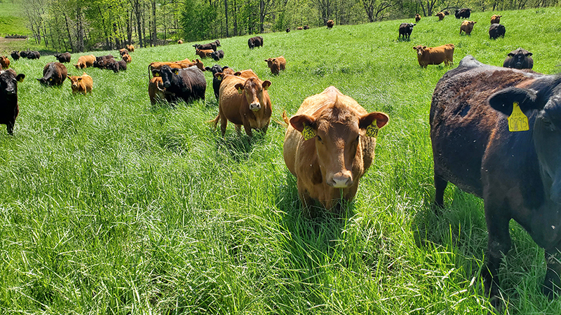 cattle-graze