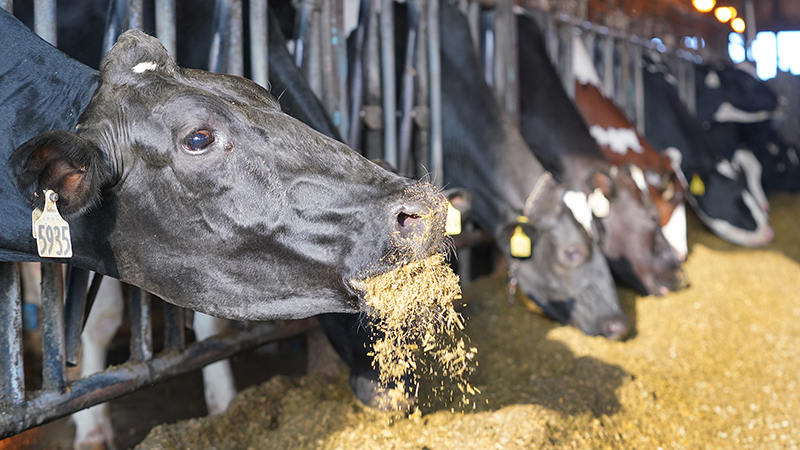 feeding-dairycow