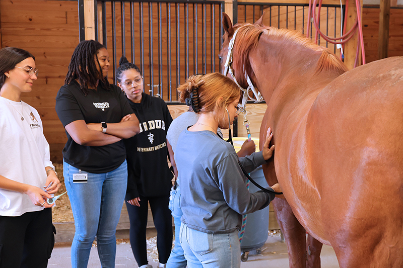 Purdue veterinary students