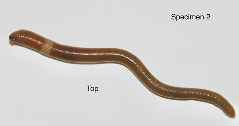 Gardeners asked to be vigilant this spring for invasive jumping worms -  Purdue University News