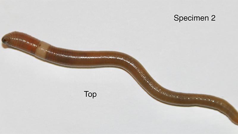 Gardeners asked to be vigilant this spring for invasive jumping worms -  Purdue University News