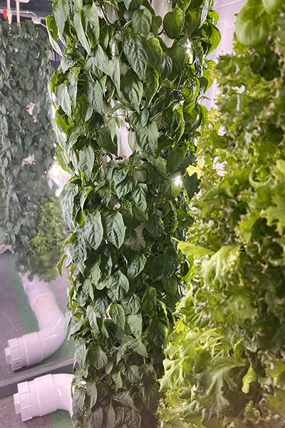 అనుపెల్లి సెంట్రల్