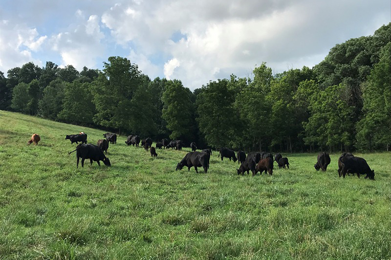 Livestock producers and forageinput personnel can gain handson training at Indiana Grazing