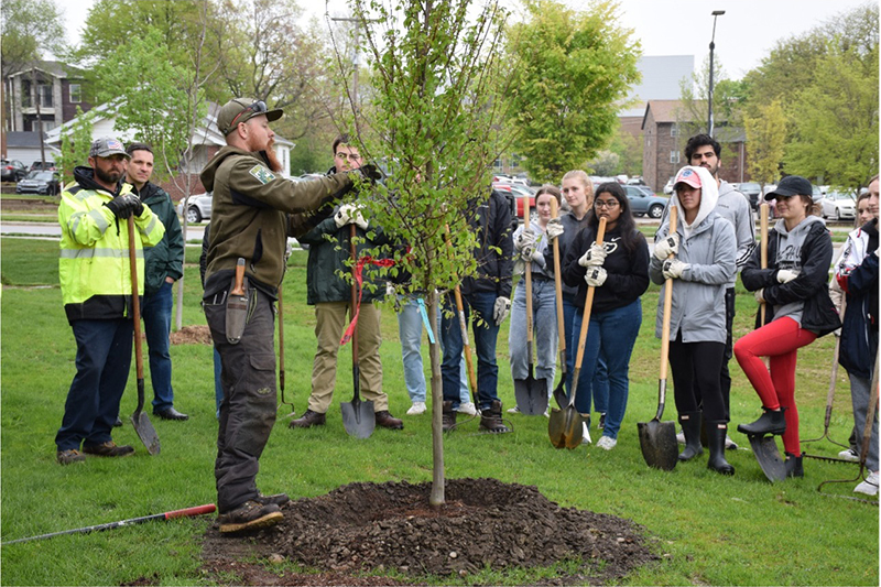 Tree planting