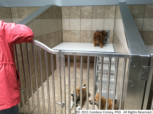Woman in pink jacket stands at the front of an indoor kennel enclosure.  The enclosure has tile floors and walls and a metal gate across the front.  There are steps up to an elevated resting area that leads to the door to the exterior run.  There are three dogs in the pen. 