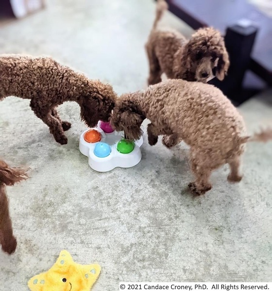 Two poodle dogs eagerly interact with a dog play puzzle in the indoor play area of the kennel while a third poodle looks on.
