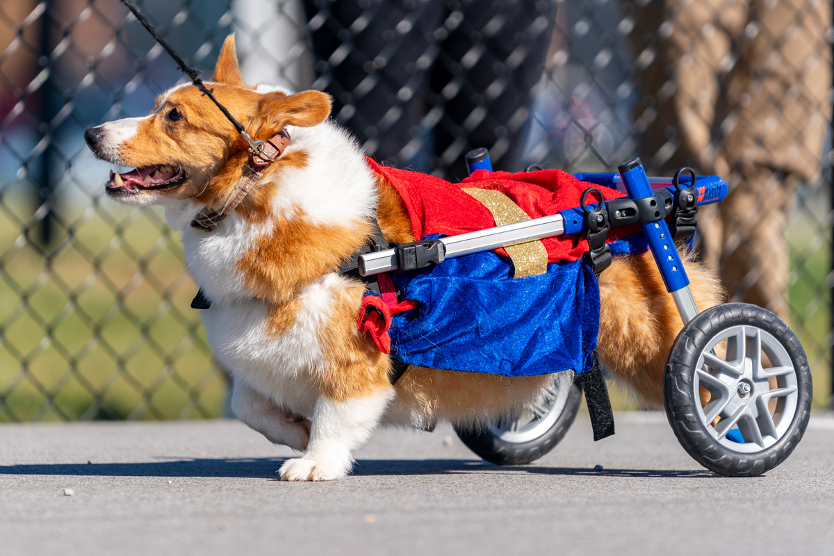 corgi_on_wheels_2023.jpg