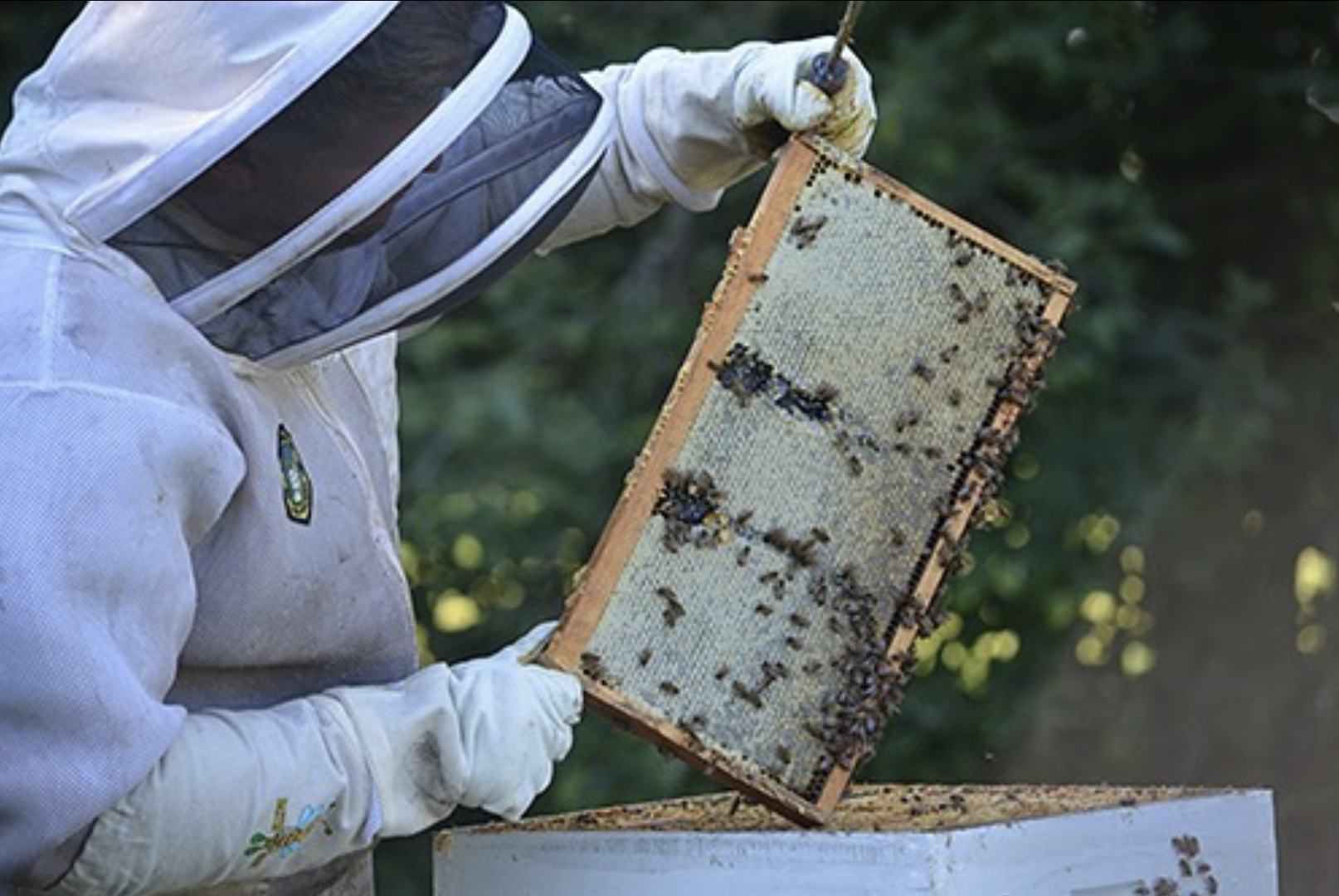 Beekeeping Club with hive