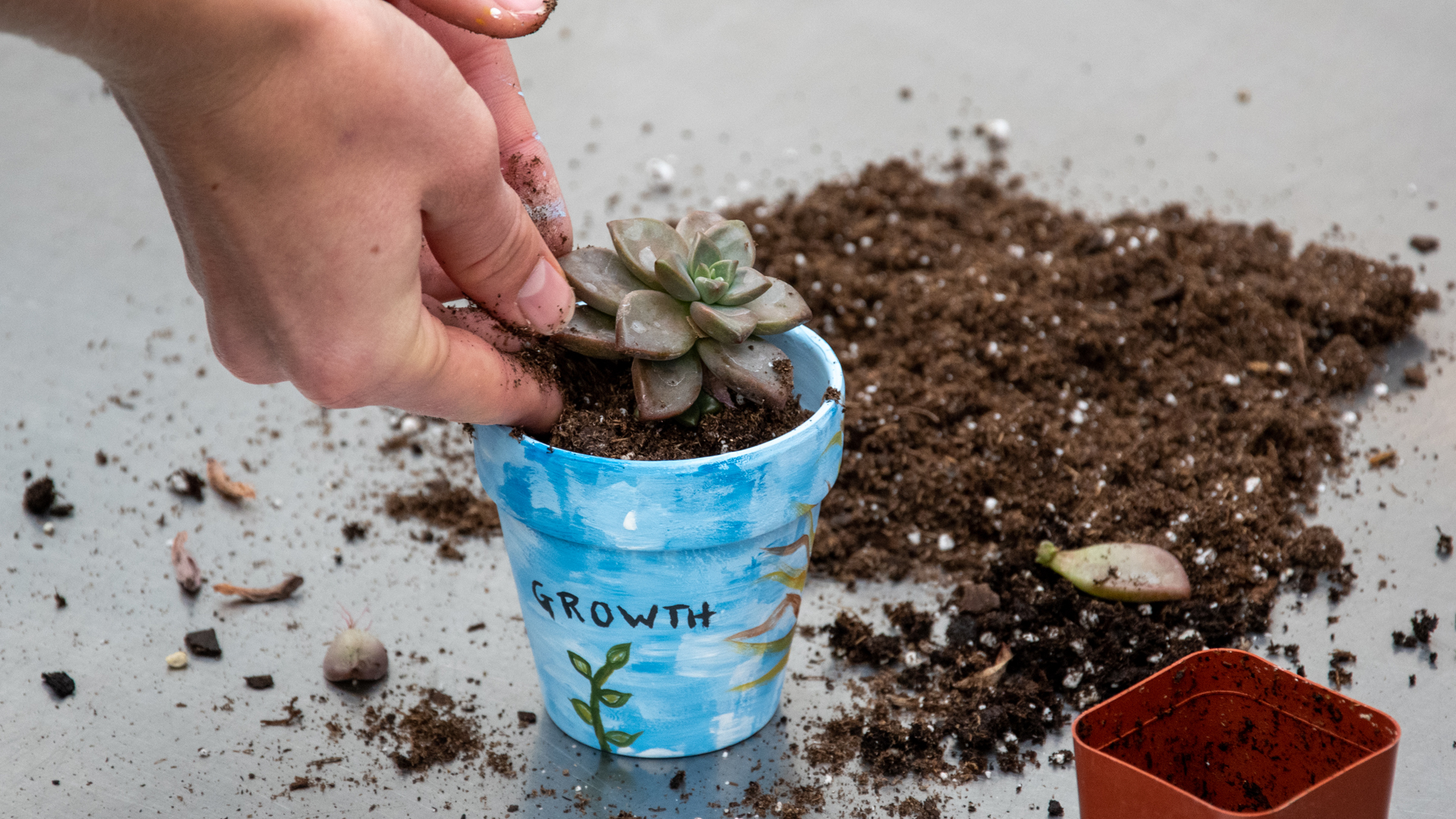 Picture of a student planting a succulent in a hand painted pot with the word growth on it as part of a CARE well-Being program in 2022